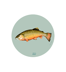 Set 6 Individual Trucha De Arroyo 37 Cm