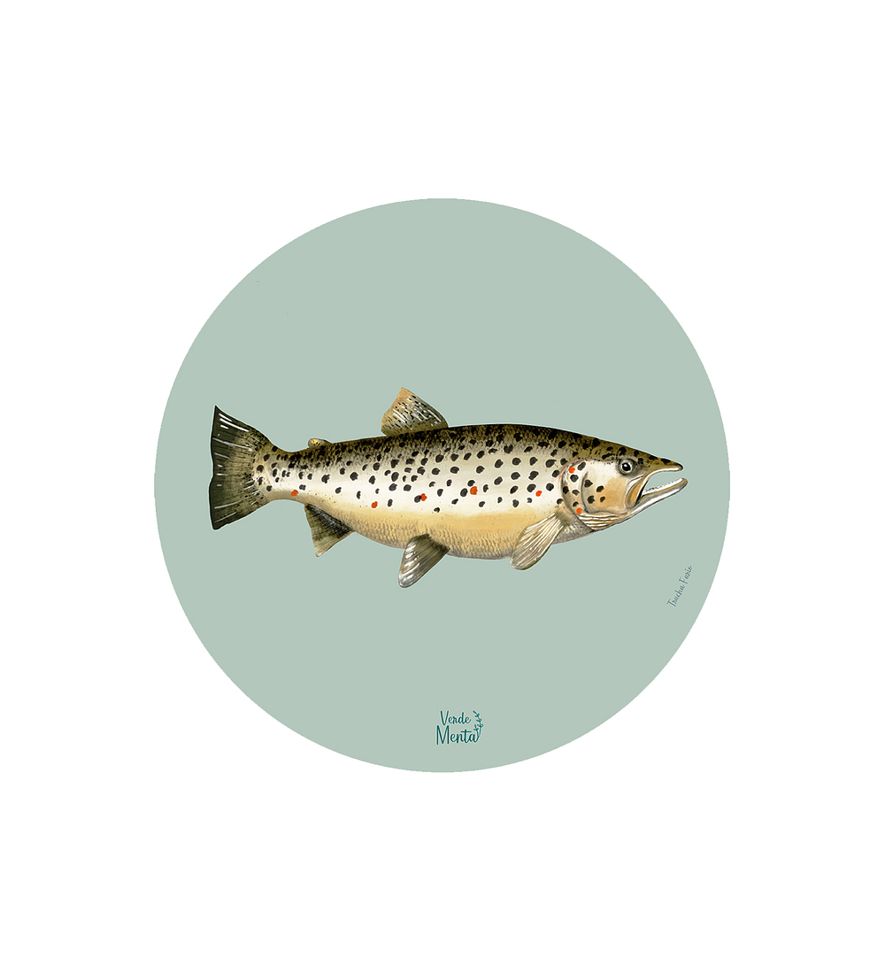 Set 6 Individual Trucha Fario 37 Cm