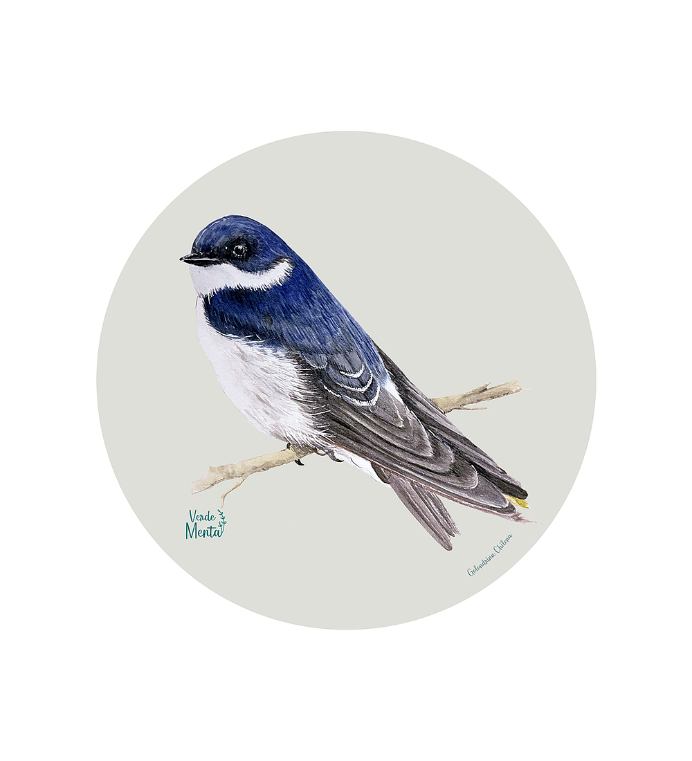 Set 6 Ind Golondrina Chilena 37cm