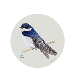 Set 6 Ind Golondrina Chilena 37cm