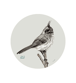 Set 6 Ind Cachudito 37cm