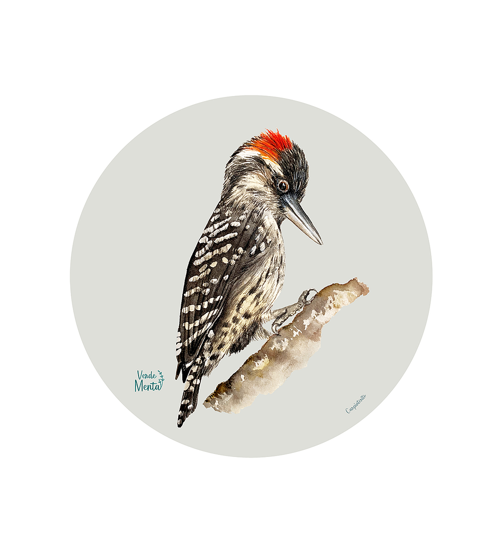 Set 6 Ind Carpinterito 37cm