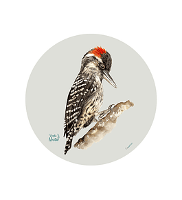 Set 6 Ind Carpinterito 37cm