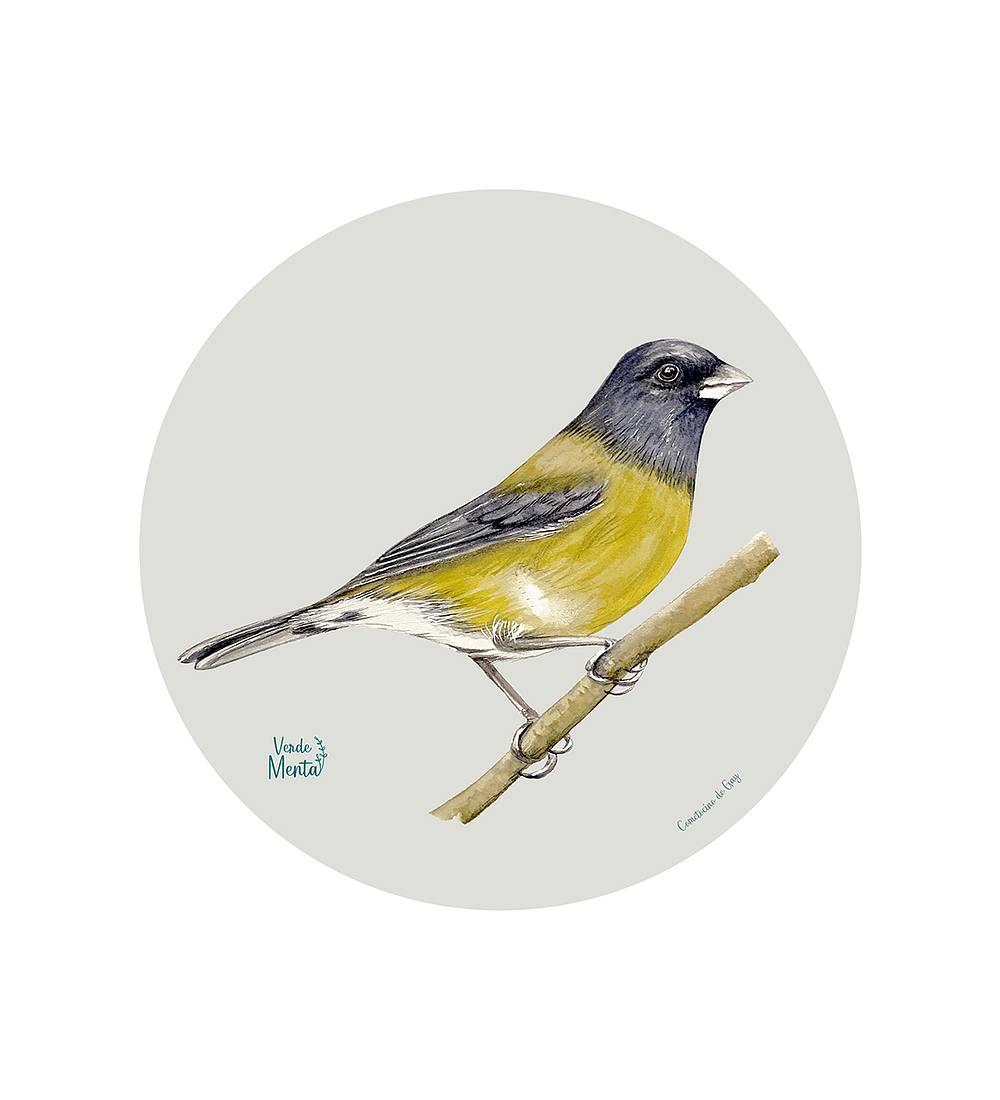 Set 6 Ind Cometocino De Gay 37cm