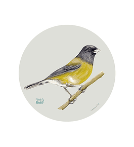 Set 6 Ind Cometocino De Gay 37cm