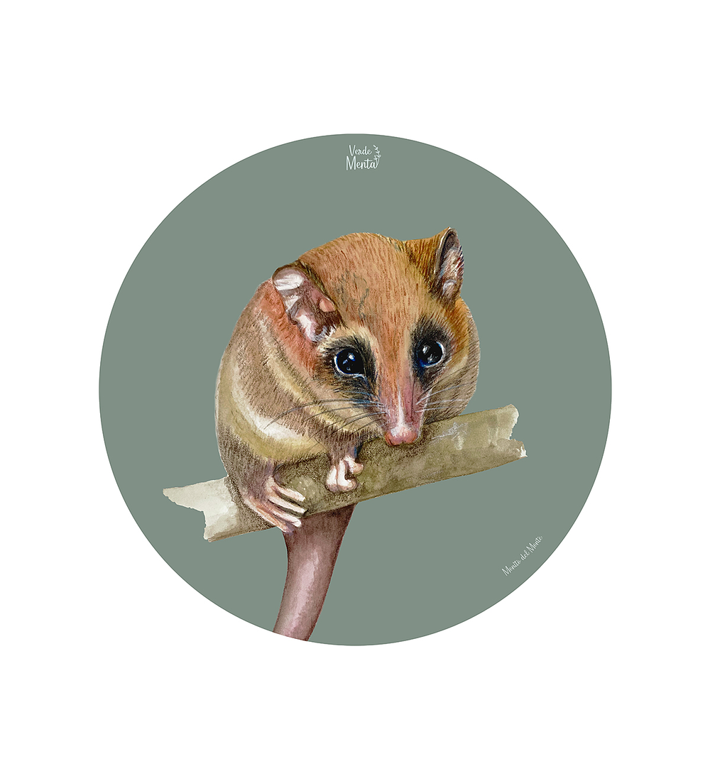 Set 6 Ind Monito Del Monte 37cm