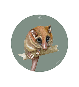 Set 6 Ind Monito Del Monte 37cm