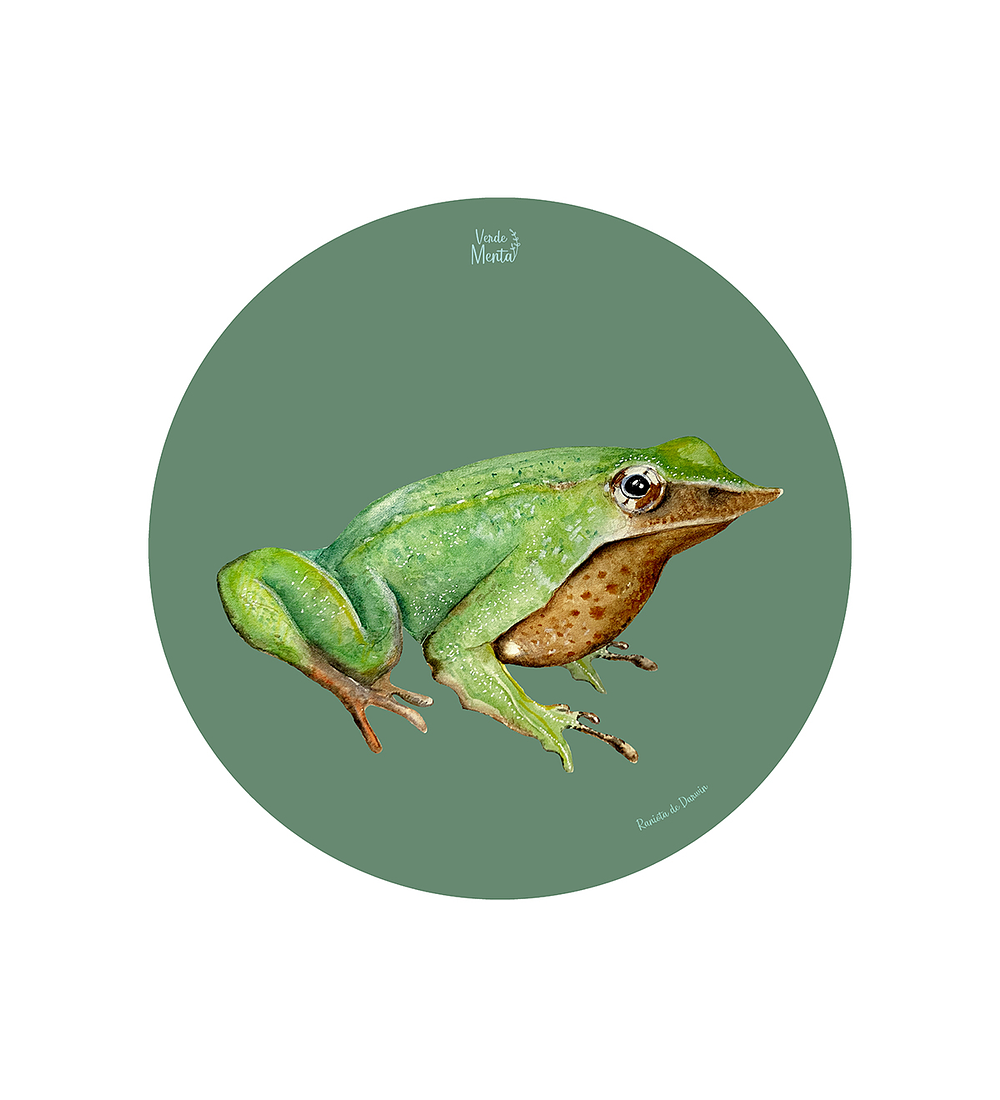 Set 6 Ind Ranita De Darwin 37cm