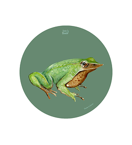 Set 6 Ind Ranita De Darwin 37cm