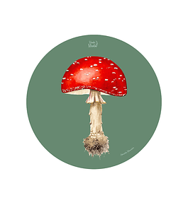 Set 6 Ind Amanita Muscaria 37cm