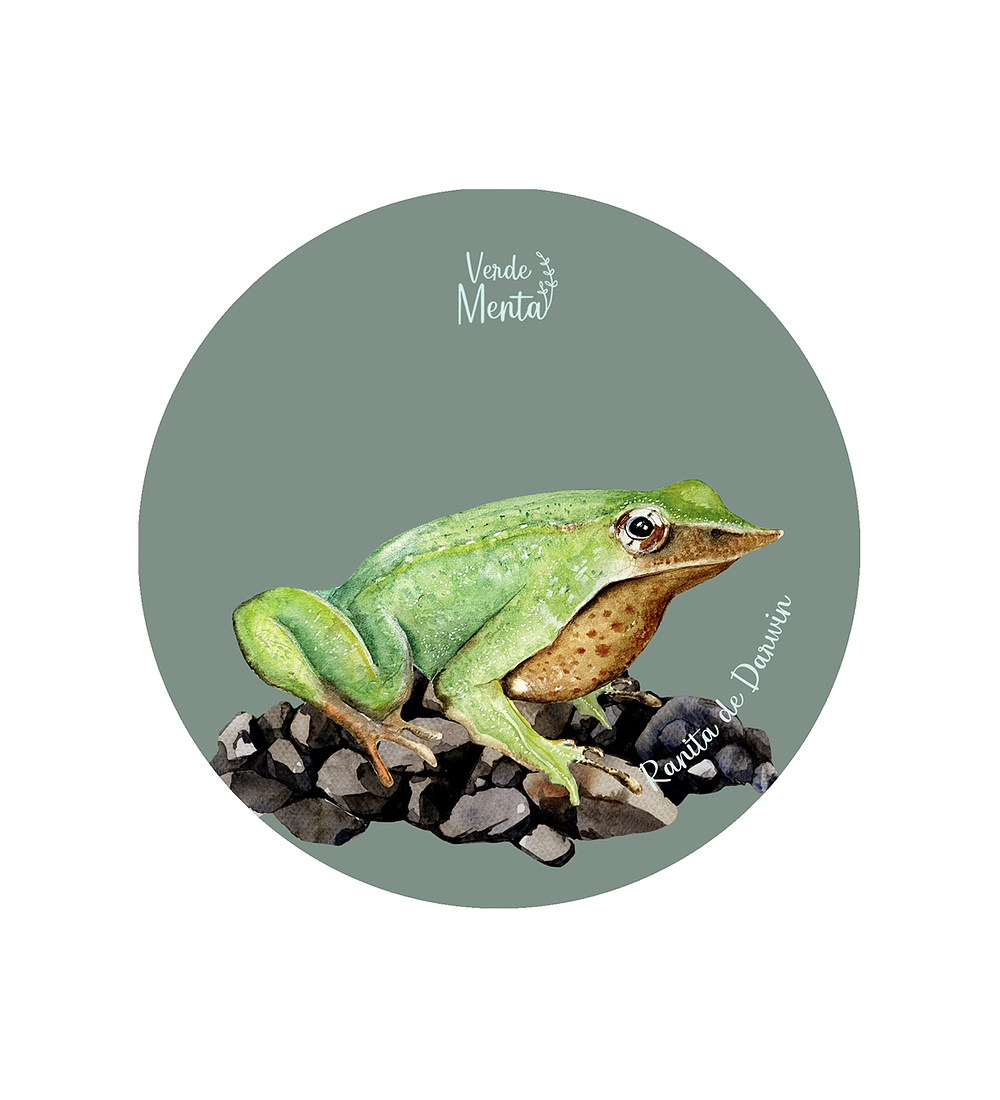 Set 12 Posavasos Redondos Ranita de Darwin