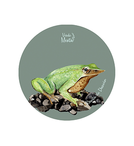 Set 12 Posavasos Redondos Ranita de Darwin