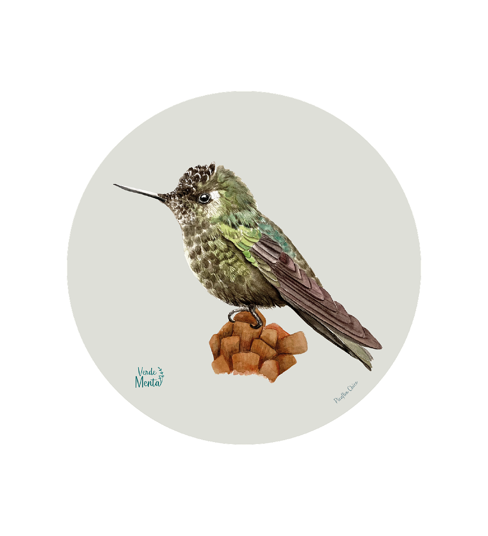 Set 6 Ind Picaflor Chico 37cm