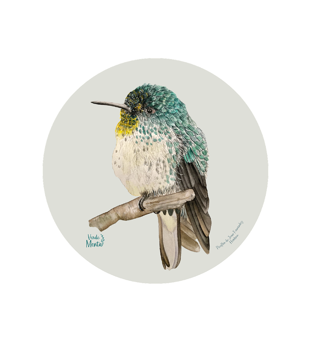 Set 6 Ind Picaflor De Juan Fernandez Hembra 37cm