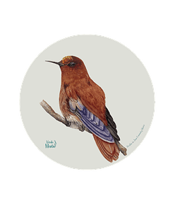 Set 6 Ind Picaflor De Juan Fernandez Macho 37cm