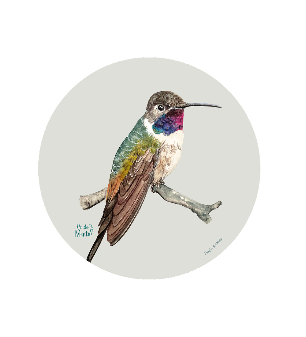 Set 6 Ind Picaflor Del Norte 37cm