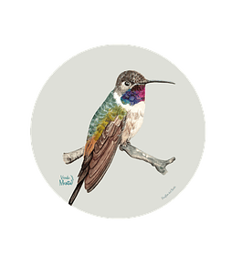 Set 6 Ind Picaflor Del Norte 37cm