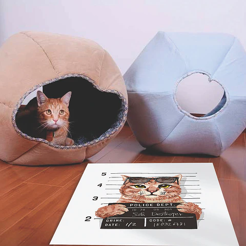 Bad Cool Cat - Outlet