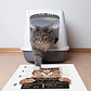 Bad Cool Cat - Outlet - Miniatura 3