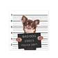 Bad Chihuahua - Outlet - Miniatura 1