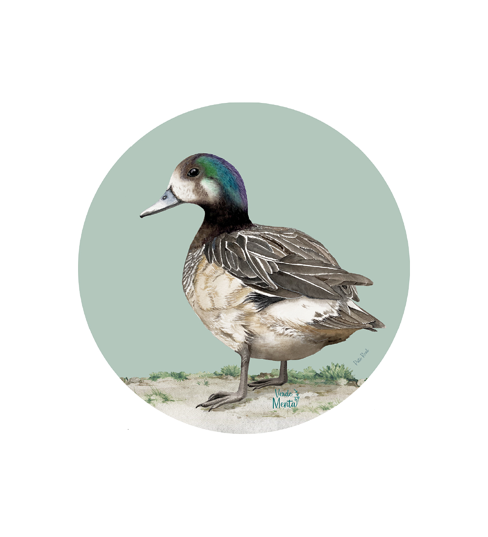 Set 6 Individual Redondo Pato Real