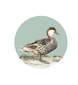 Set 6 Individual Redondo Pato Gargantillo