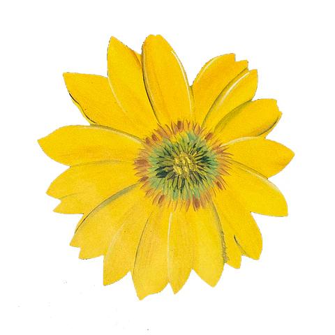 Set 4 Individuales Girasol Sunlight Bloom - Ediciones de Mesa