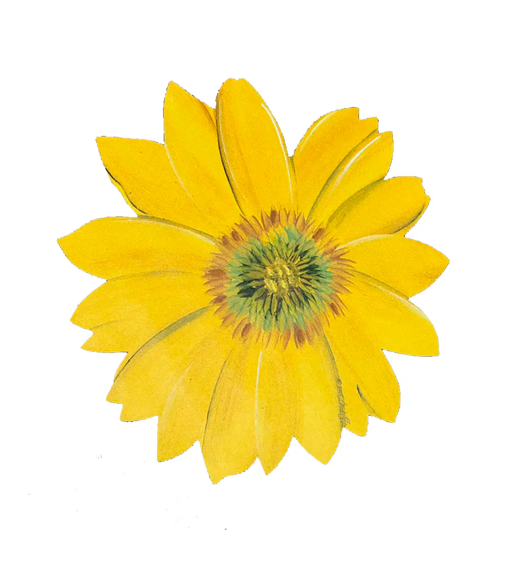 Set 6 Individuales Girasol Sunlight Bloom 