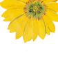 Set 6 Individuales Girasol Sunlight Bloom - Ediciones de Mesa - Miniatura 3