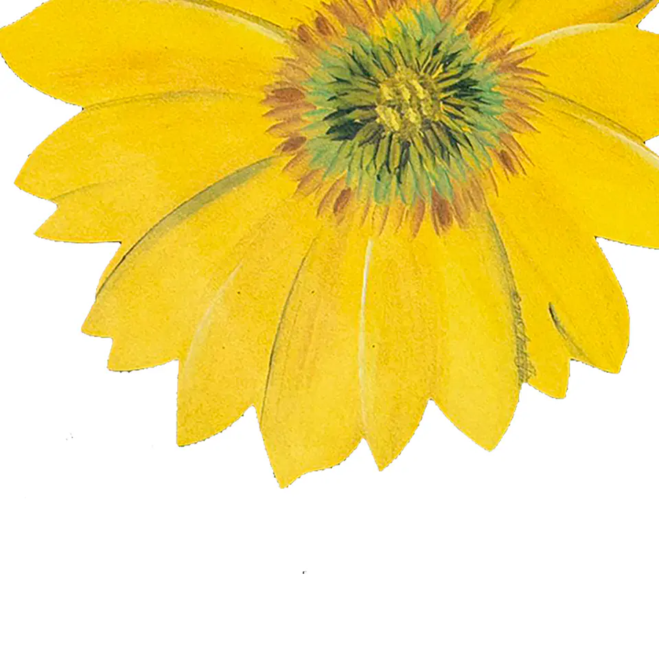 Set 6 Individuales Girasol Sunlight Bloom - Ediciones de Mesa 3