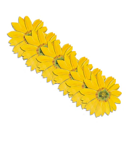 Set 6 Individuales Girasol Sunlight Bloom 