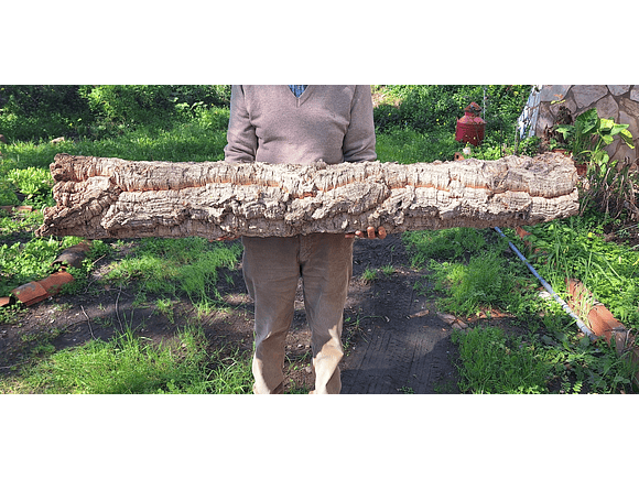 1 x XXL Cork Tube (100x20x20cm) 3
