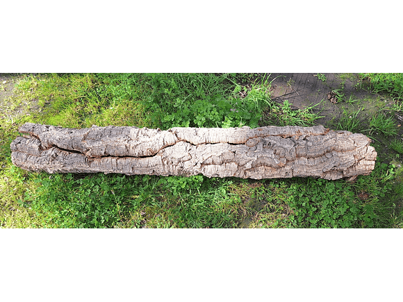 1 x XXL Cork Tube (100x20x20cm) 4