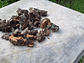 1.6kg - Pieces of Cork from Portugal, for Plants and Terrariums - thumbnail 1