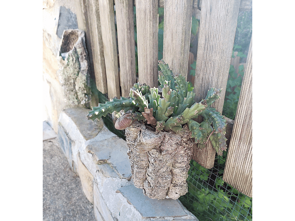 Small cork tubes weighing 0.4 kg 8