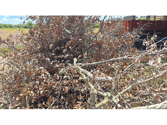 8 cork branches (at least 20 cm long) 2