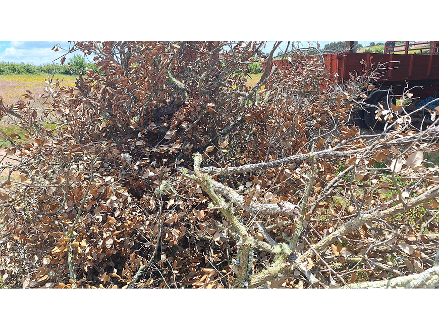 8 cork branches (at least 20 cm long) 2