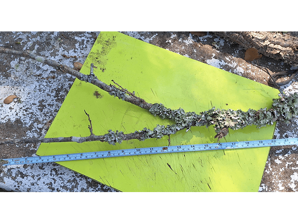 8 cork branches (at least 20 cm long) 6