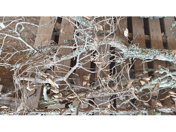 8 cork branches (at least 20 cm long) 7