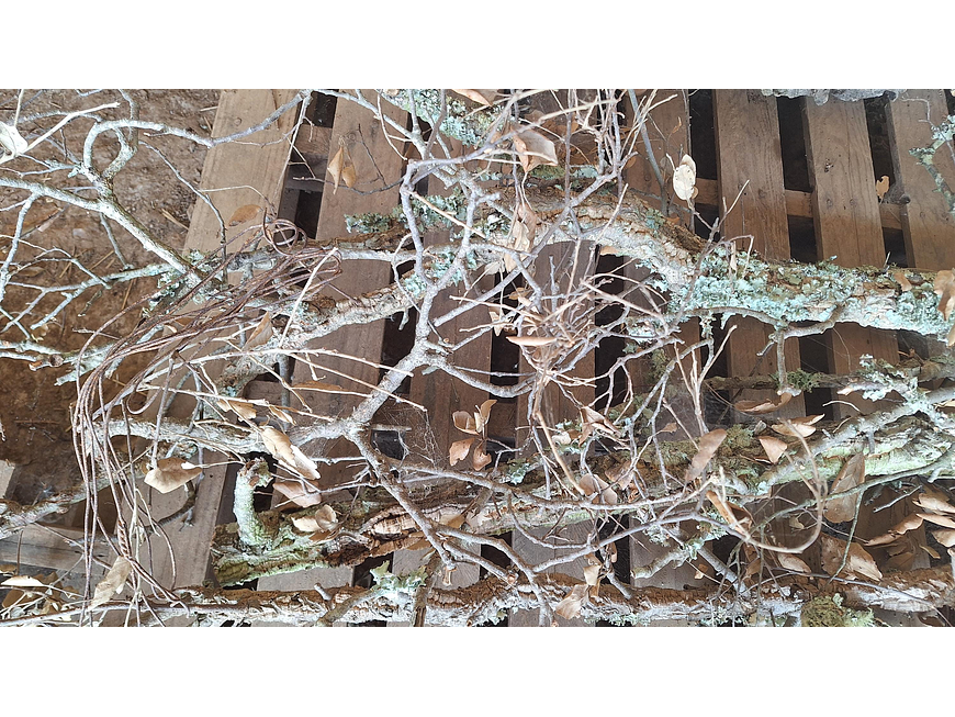 8 cork branches (at least 20 cm long) 7