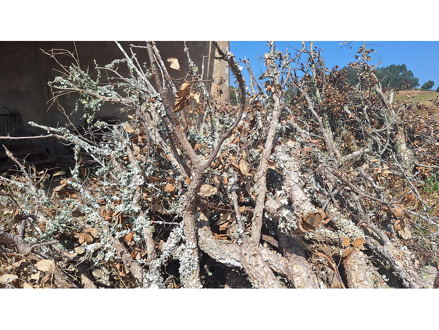 8 cork branches (at least 20 cm long) 1