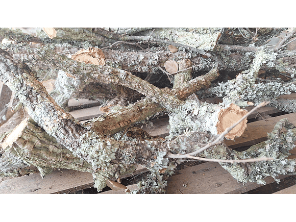 8 cork branches (at least 20 cm long) 8