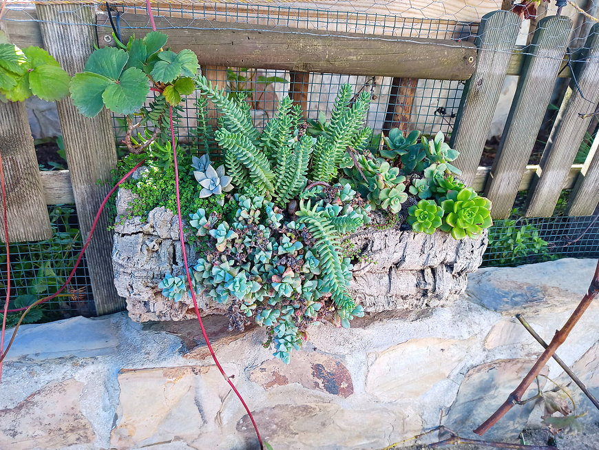 1x Large Cork Tube (60x20x20cm) 2