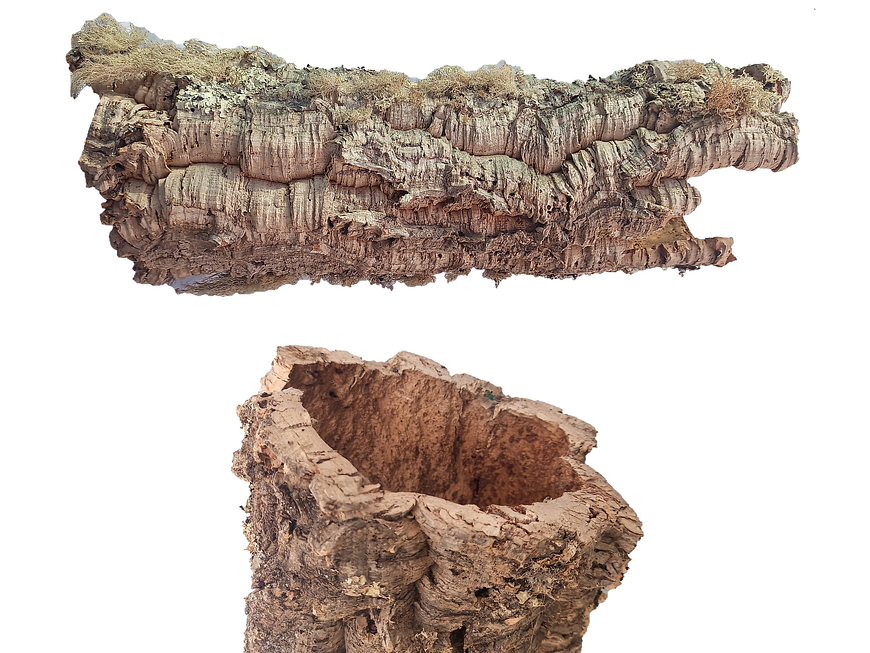 1x Large Cork Tube (60x20x20cm) 3