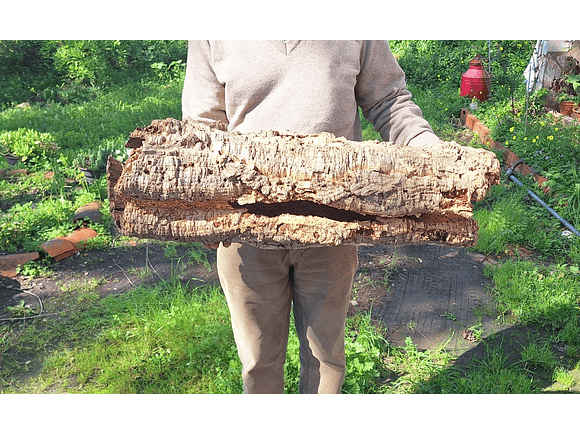 1x Large Cork Tube (60x20x20cm) 6