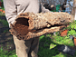 1x Large Cork Tube (60x20x20cm) - thumbnail 7