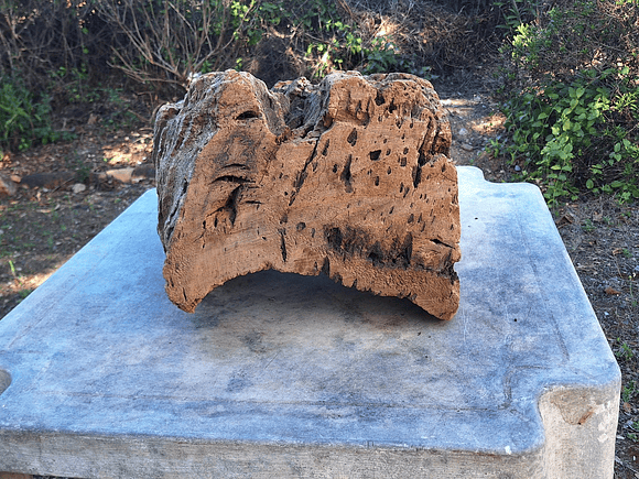 1x Unique antique cork (over 100 years old) 1