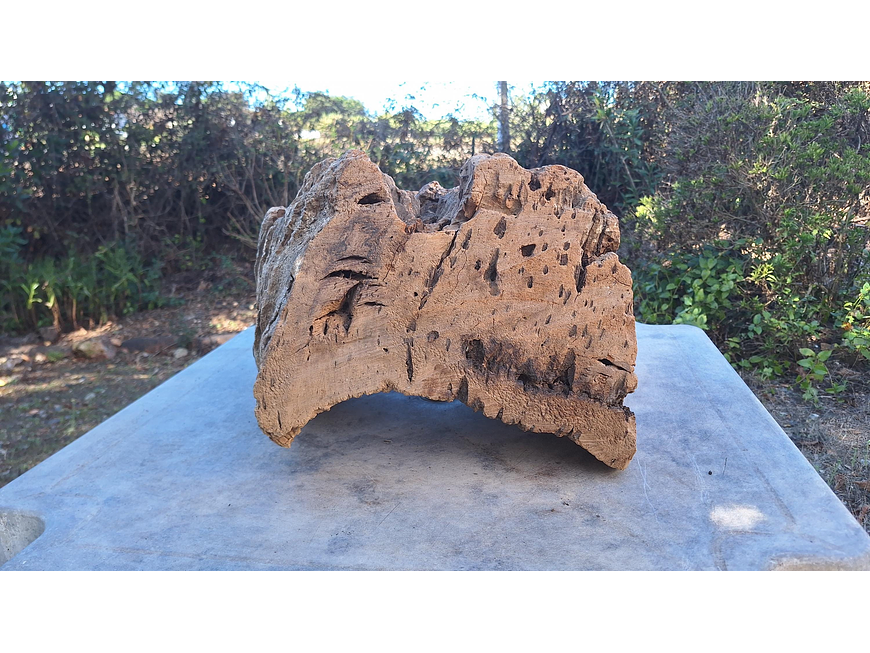 1x Unique antique cork (over 100 years old) 8