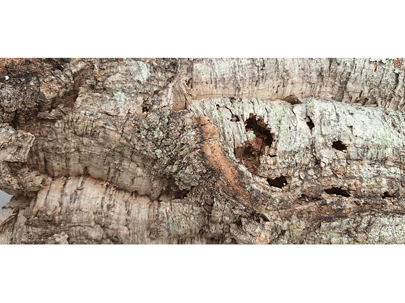 1x Medium-sized virgin cork board: (25x20x5cm) 4