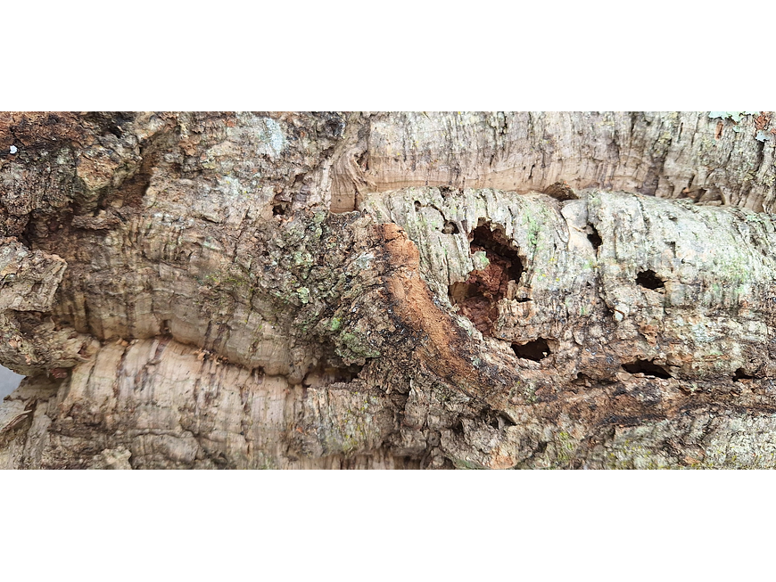 1x Medium-sized virgin cork board: (25x20x5cm) 4